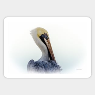 Portrait of a Pelican Sticker